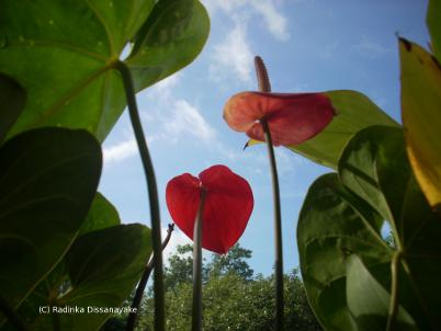Looking up at anthurium