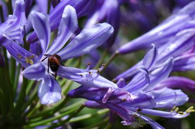 Bee on agapanthus