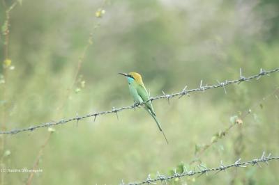 Bee Eater