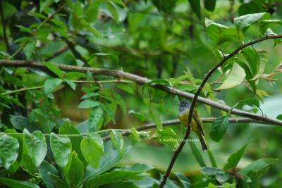 Grey Headed Canary Fly catcher