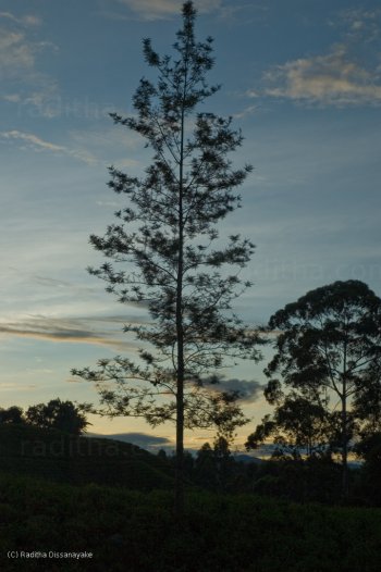 Sunrise close to Nuwara Eliya