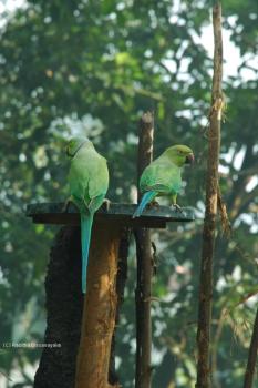 Rose Ringed Parakeets