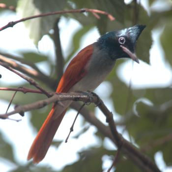 Asian Paradise Fly Catcher