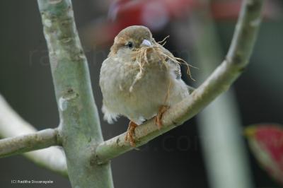 sparrow