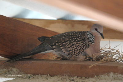 Spotted Dove Amonghts the Rafters